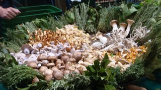 Many mushrooms BH